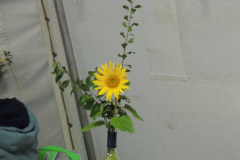 DSCN5129